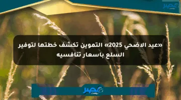 «عيد الأضحى 2025» التموين تكشف خطتها لتوفير السلع بأسعار تنافسية
